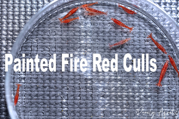 Cherry/Sakura Shrimp (from Painted Fire Red Culls)