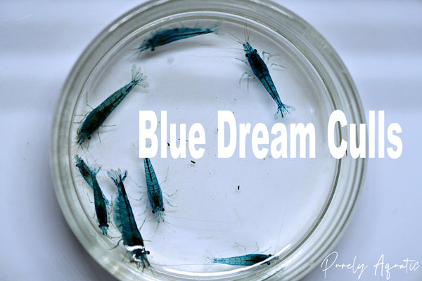 Blue Dream Shrimp Culls