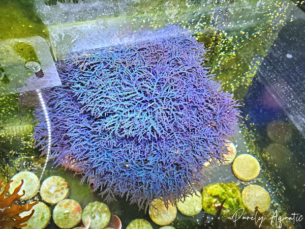 Blue Hypnea Macro Algae