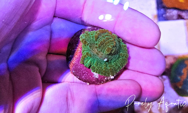 Tequila Sunrise Mushroom