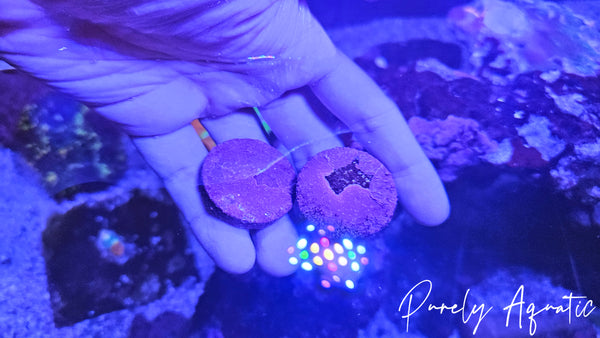 Live Coraline Algae Frag Disk