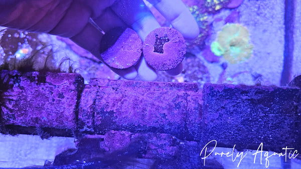 Live Coraline Algae Frag Disk