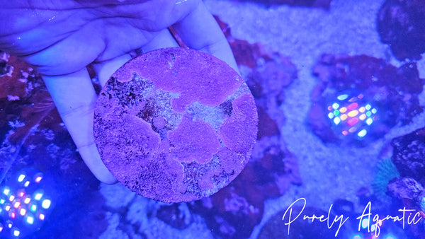 Live Coraline Algae Frag Disk