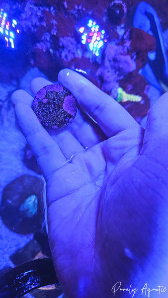 Live Coraline Algae Frag Disk