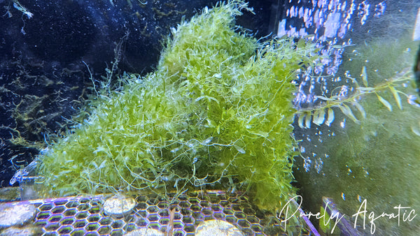 Mini Caulerpa Macro Algae