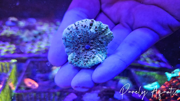 CK Mr. Freak Bounce Mushroom