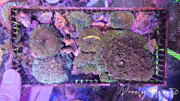 CK Mr. Freak Bounce Mushroom