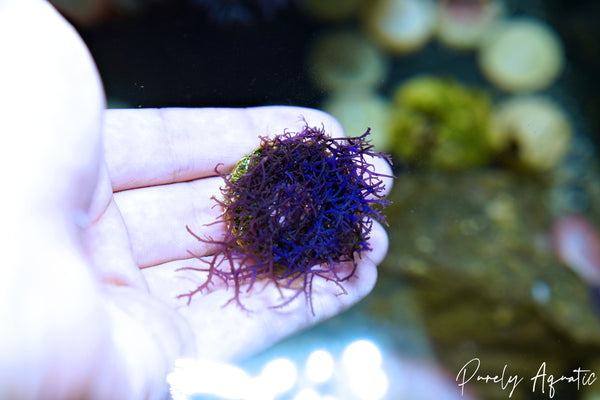 Blue Hypnea Macro Algae