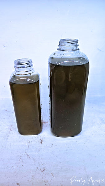 Live Phytoplankton (Nanno, Tetra and/or Iso)