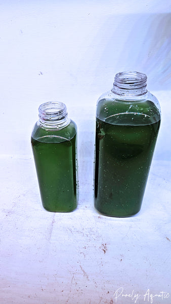 Live Phytoplankton (Nanno, Tetra and/or Iso)