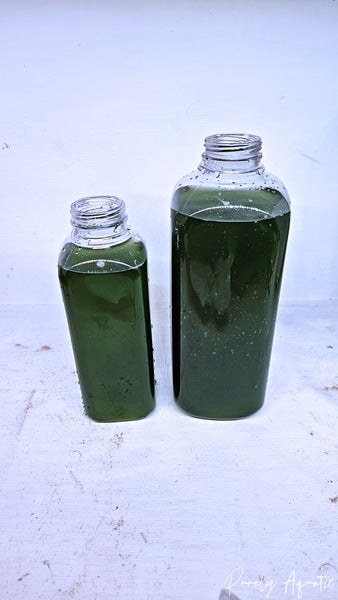Live Phytoplankton (Nanno, Tetra and/or Iso)