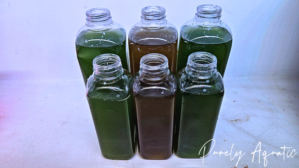 Live Phytoplankton (Nanno, Tetra and/or Iso)