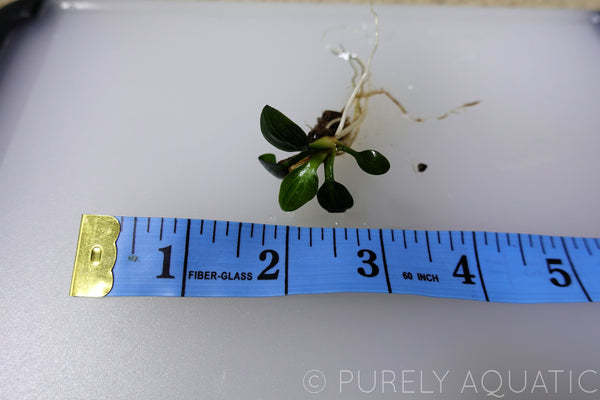 Echinodorus Iguazu 2009 Sword