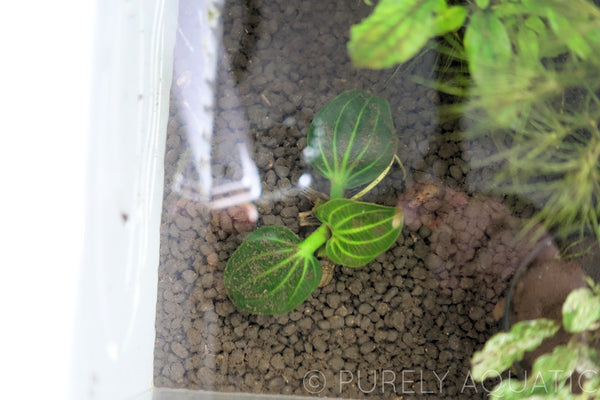 Echinodorus Iguazu 2009 Sword