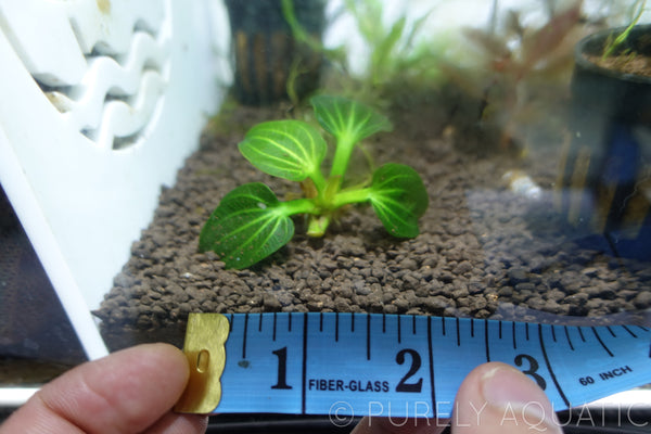 Echinodorus Iguazu 2009 Sword