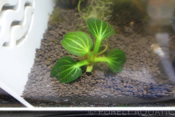 Echinodorus Iguazu 2009 Sword