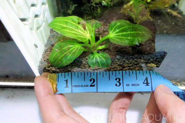Echinodorus Iguazu 2009 Sword