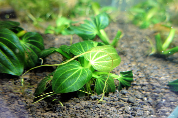Echinodorus Iguazu 2009 Sword