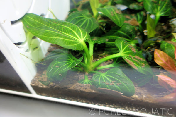 Echinodorus Iguazu 2009 Sword
