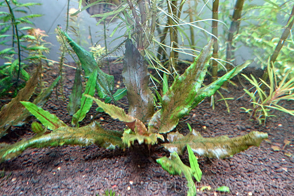 Cryptocoryne Wendtii Green Gecko