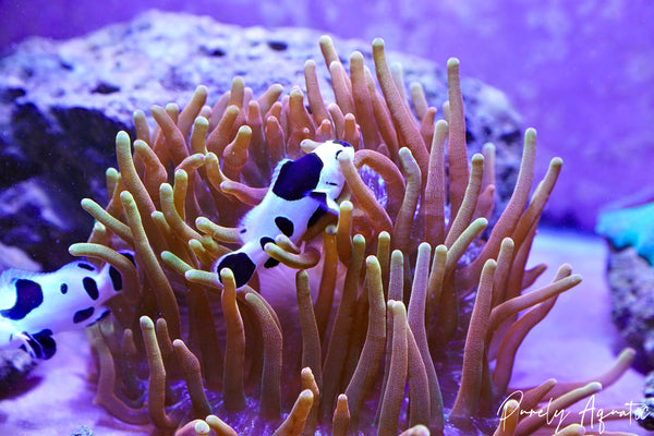 Colorado Sunburst Bubble Tip Anemone