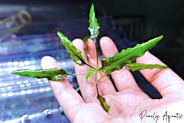 Cryptocoryne Wendtii Green Gecko