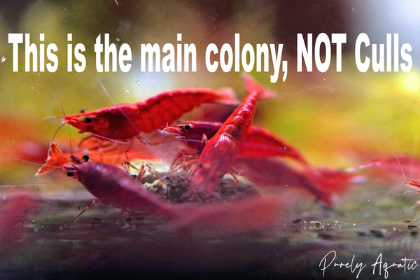 Painted Fire Red Shrimp