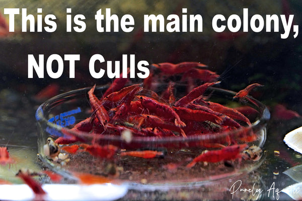 Painted Fire Red Shrimp