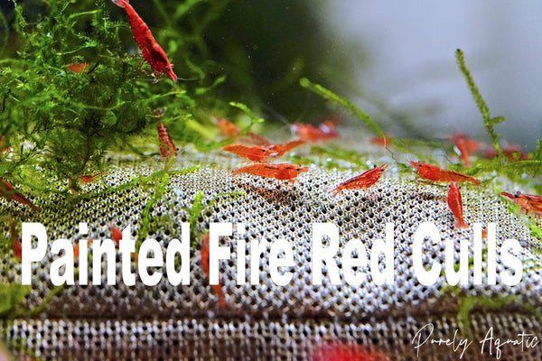 Painted Fire Red Shrimp