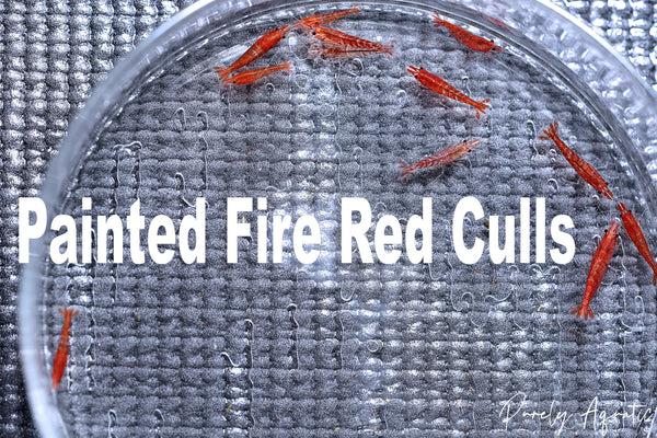Painted Fire Red Shrimp