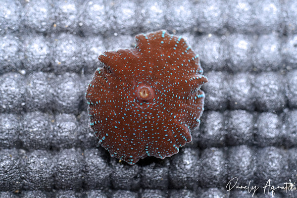 Superman Discosoma Mushroom