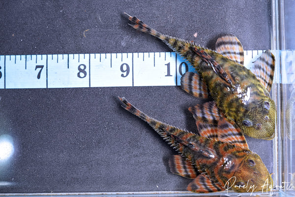 L397 Alenquer Tiger Pleco