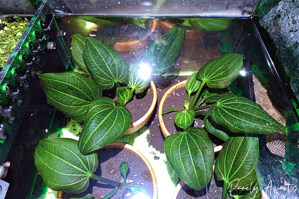 Echinodorus Iguazu 2009 Sword