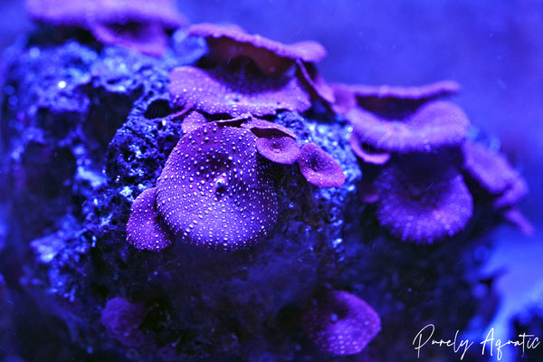 Superman Discosoma Mushroom