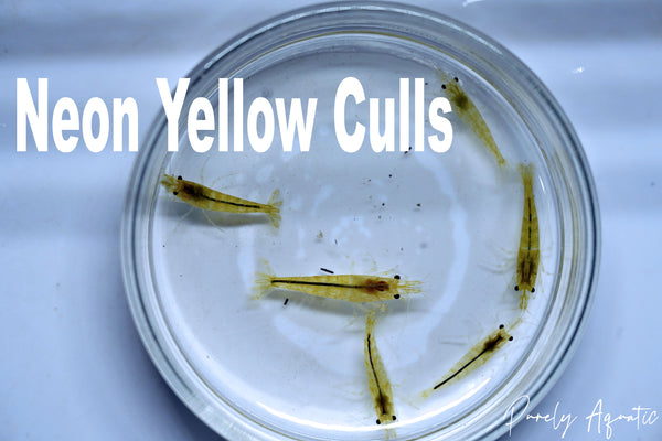 Neon Yellow Shrimp