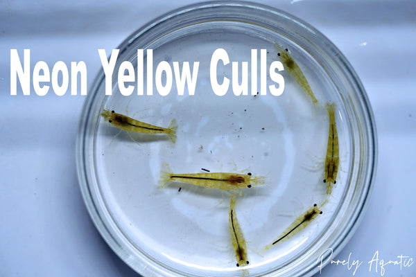 Neon Yellow Shrimp Culls