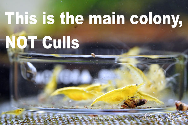 Neon Yellow Shrimp Culls