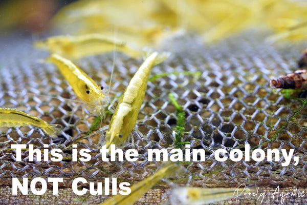 Neon Yellow Shrimp Culls