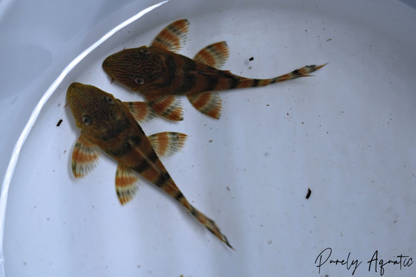 L397 Alenquer Tiger Pleco