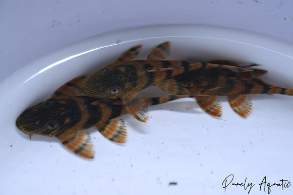 L397 Alenquer Tiger Pleco