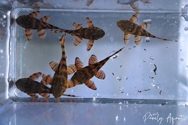 L397 Alenquer Tiger Pleco