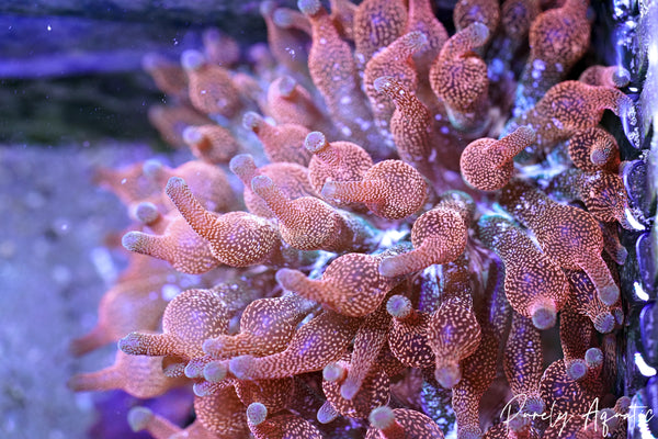 MAK Inferno Bubble Tip Anemone