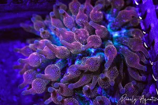MAK Inferno Bubble Tip Anemone
