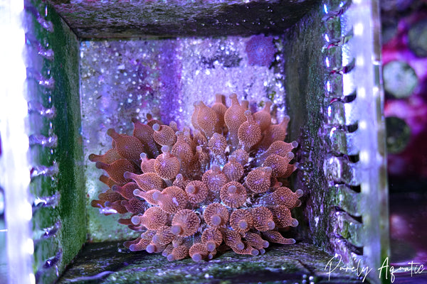 MAK Inferno Bubble Tip Anemone