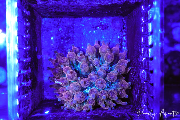 MAK Inferno Bubble Tip Anemone
