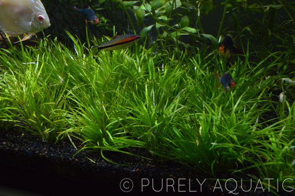 Blyxa Japonica