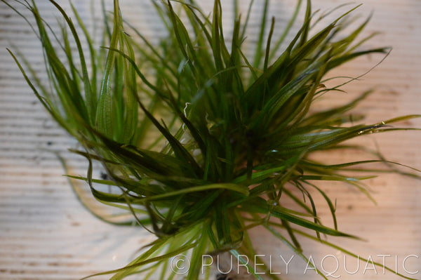 Blyxa Japonica